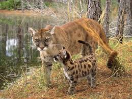 Mountain Lion Kittens Are Born With Spots That Give Them Protective Camouflage From Predators Florida Panther Endangered Animals Weird Animals