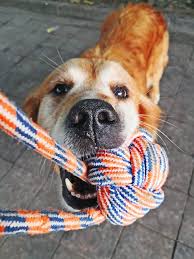 Are Golden Retrievers Hypoallergenic It S A Complicated Answer Golden Hearts