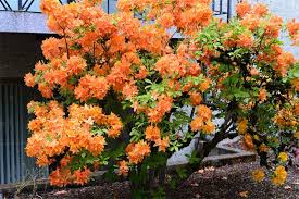 There are several species native to eastern north america that are available at nurseries. Orange Flowering Shrub Plantmaster Blog