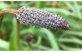 Image result for Plantago