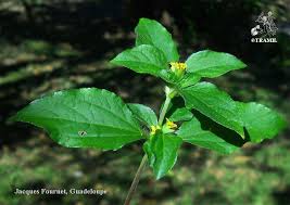 Image result for Synedrella nodiflora