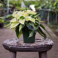 Philodendron Gabby Philodendron House Plants Plant Care