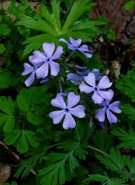 Check spelling or type a new query. Indiana Wildflowers Wild Phlox Bernie Kasper Photography