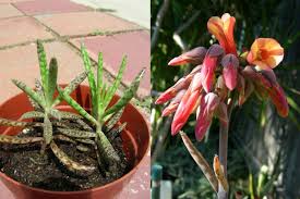 Amazon Com 2 Pcs Kalanchoe Tubiflora Succulents Rooted Plants S9090 Flowers Patio Lawn Garden Plants Succulents Lawn And Garden