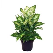 Costa Farms Dieffenbachia In 6 In Grower Pot 6ex The Home Depot Plants Healthy Plants Live House Plants