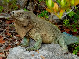 Lukiskan stensil untuk perasa pada sehelai kertas. 6 Cara Merawat Iguana Bagi Pemula Awam Dari 0 Nona Ternak