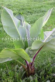 Image result for Ensete ventricosum