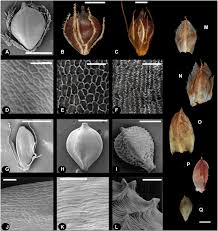 Image result for Schoenoplectiella
