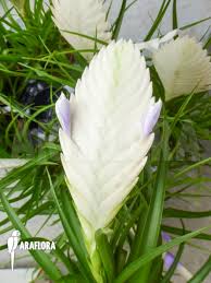 Image result for Xylia torreana