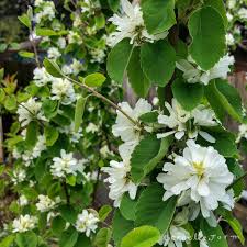 Image result for Amelanchier alnifolia