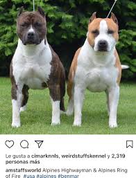 pin by mauricio javier on bullies pitbull dog puppy staffy dog american pitbull terrier