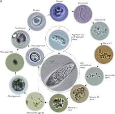 these species cause cryptosporidiosis in vertebrates, especially neonates. Complete Development Of Cryptosporidium Parvum In Host Cell Free Culture Sciencedirect