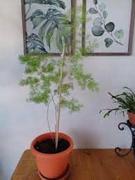 Image result for Pyrenacantha kirkii