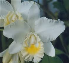 Image result for Microcoelia physophora