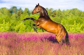 Bay Horse Rearing In Pink Flowers Bay Horse Rearing Up On Flowers Background In Sponsored Rearing Pink Bay Horse S Horses Bay Horse Horse Rearing