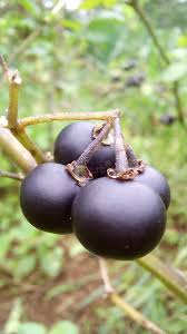 Image result for Solanum giganteum