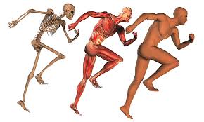 Image result for musculoskeletal system images