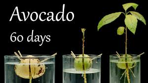 We did not find results for: Avocado Plant Growing From Pit Time Lapse 4k Youtube