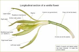 Longitudinal Section Of A Vanilla Flower Did You Know Vanilla Beans Are Actually The Fruit Of An Orchid Grow Vanilla Beans Orchidaceae Vanilla