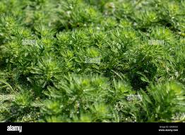 Image result for Haloragaceae