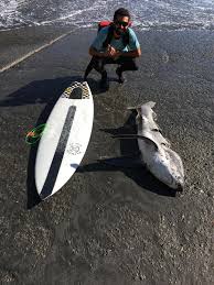 Shelter cove is on californi. Shelter Cove California On The Lost Coast Salt Slave Surfboards Album On Imgur