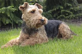 His appearance is fast, intelligent, balanced and compact. Welsh Terrier Hunderassen