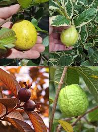 Image result for Psidium guajava
