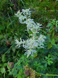 Image result for Euphorbia guerichiana