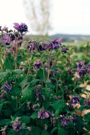 Image result for Aquilegia vulgaris Tower Mix