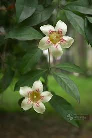 Image result for Rothmannia manganjae