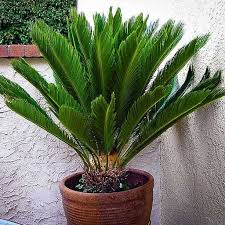 Image result for Cycas