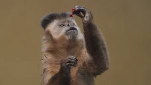 795 capuchin monkey stock video clips in 4k and hd for creative projects. Monkey Eating Tufted Capuchin Monkey Stock Footage Video 100 Royalty Free 4365941 Shutterstock