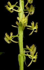 Malaxis Acutangula Hook F Kuntze Is A Synonym Of Crepidium Rheedei Blume Orchideen
