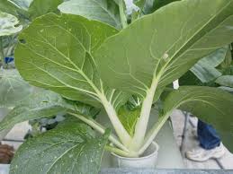 Cara yang saya tunjuk ini tanaman kita tidak perlu disiram selalu kerana air sentiasa ada di dalam pasu atau bekas tanaman. Menanam Sawi Dengan Cara Hidroponik Impiana