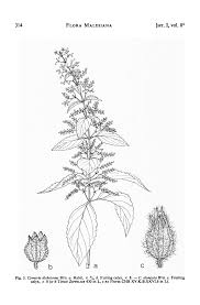 Image result for Achyrospermum laterale