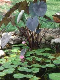 Or alocasia spp.) is a tropical perennial plant group that grows in u.s. Elephant Ear Green Taro Water Lily Pond Water Garden Plant Etsy Garden Pond Design Pond Plants Water Garden Plants