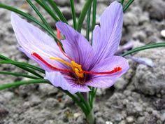 Bulbes de safran à planter. Cultivez Et Recoltez Votre Propre Safran En Plantant En Aout Les Bulbes De Crocus Sativus Graines De Fleurs Fleurs Comestibles Plantes Sauvages Comestibles