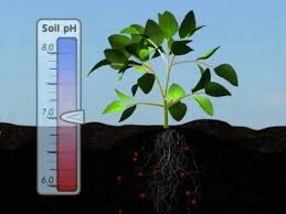 1 Plant Nutrition Mineral Absorption Part One What S Going On Underground When Is It Good And When Is It Not Plant Nutrients Plant Science Soybeans Plant