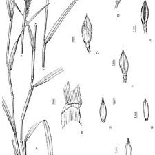 Image result for Moorochloa malacodes