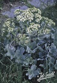 Image result for Crambe