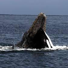 The smallest orca on earth is 4 meters tall. Alaska Orcas Toten Massenweise Grauwalbabys Der Spiegel