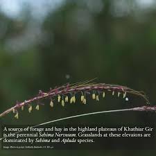 Image result for Sehima