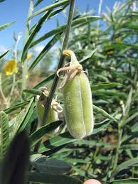 Image result for Crotalaria annua
