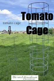 3 things you need to know about growing tomatoes that nobody ever tells you