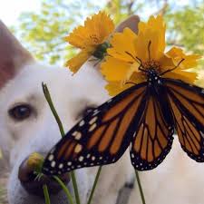 Flower Seed Mix Monarch Butterfly Flower Seeds Herb Seeds Heirloom Seeds