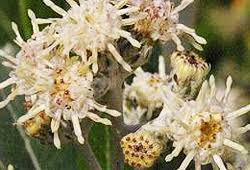 Image result for Brachylaena discolor