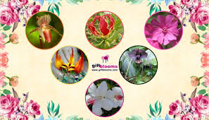 Check spelling or type a new query. Top 6 Most Incredibly Beautiful Rare Flowers On The Earth