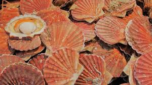 Des coquilles st jacques vides pour vos décorations ou préparation, diamètre 10 à 11cm ! Guide D Achat De La Saint Jacques Decouvertes Le Poissonnier