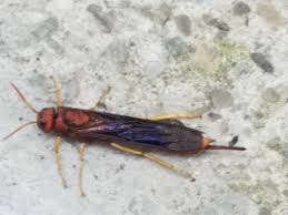 We did not find results for: What Is This Western Pa Bug Does It Sting That Ovipositor Whatsthisbug