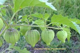 Keressen pokok letupletup kelambu buah letup buah témájú hd stockfotóink és több millió jogdíjmentes fotó, illusztráció és vektorkép között a shutterstock gyűjteményében. Jabatan Pertanian Negeri Pahang Facebook
